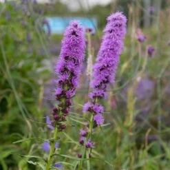Prachtscharte (Liatris Spicata), 4 Stück