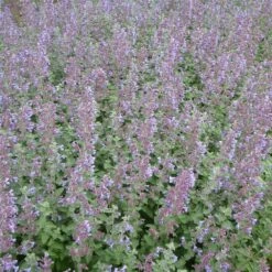 Katzenminze 'Six Hills Giant' (Nepeta Faassenii), 4 Stück