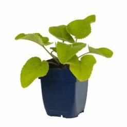 Brandkraut (Phlomis Russeliana), 4 Stück -Geflügelbedarf Verkäufe 2024 810440120 phlomis russeliana studio 1