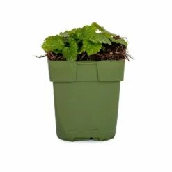 Zitronenmelisse (Melissa Officinalis), 4 Stück 8 Zitronenmelisse (Melissa Officinalis), 4 Stück -Geflügelbedarf Verkäufe 2024 810540120 dv 0163 1 1