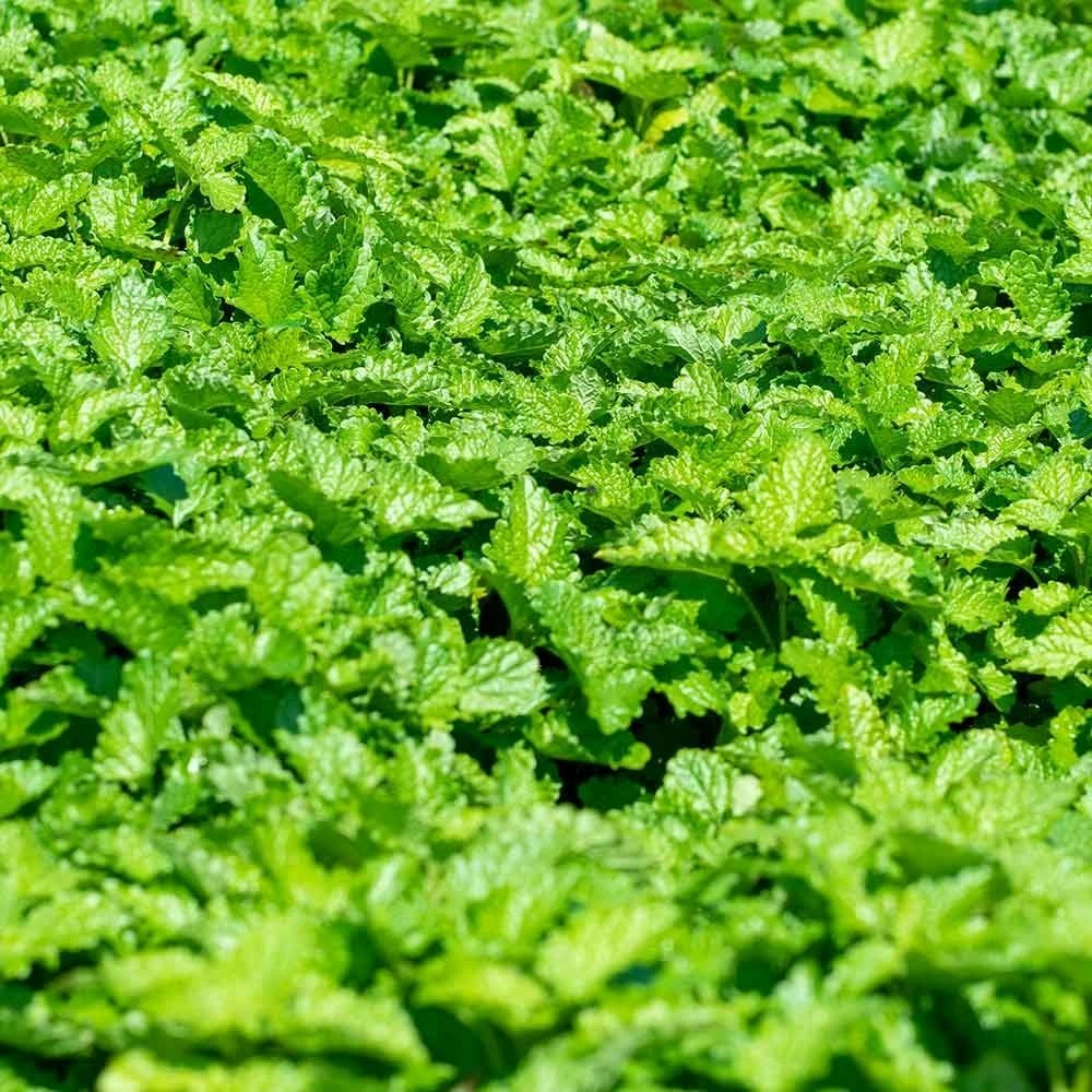 Zitronenmelisse (Melissa Officinalis), 4 Stück 3 Zitronenmelisse (Melissa Officinalis), 4 Stück