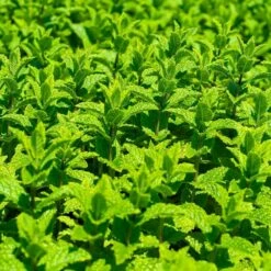 Marokkanische Minze (Mentha Spic. 'Moroccan'), 4 Stück