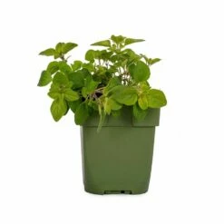 Echter Dost (Origanum Vulgare), 4 Stück -Geflügelbedarf Verkäufe 2024 810590120 dv 0157 1