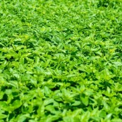 Echter Dost (Origanum Vulgare), 4 Stück -Geflügelbedarf Verkäufe 2024 810590120 origanum vulgare dv 0409 1