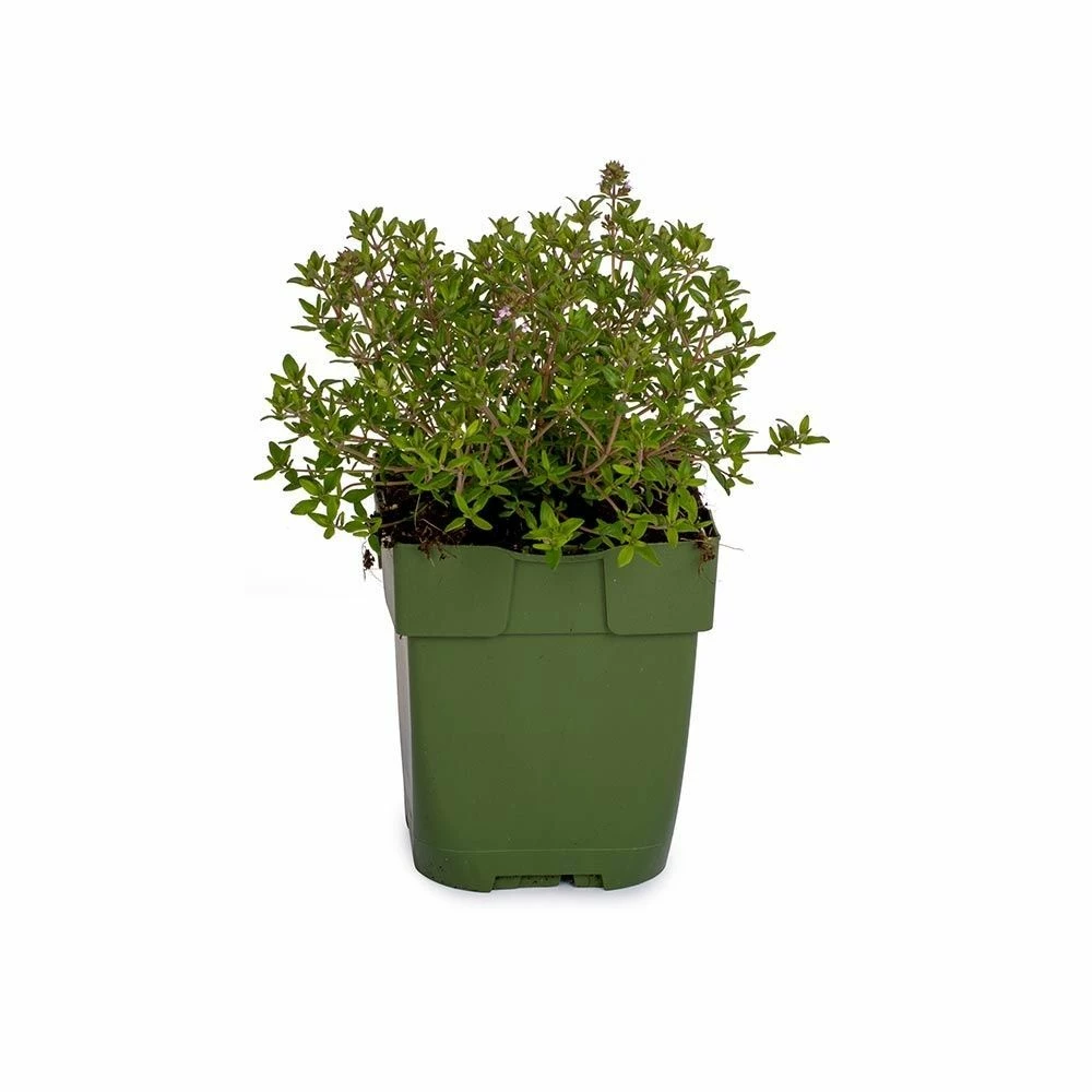 Aroma-Thymian (Thymus Vulgaris 'Faustini'), 4 Stück 4 Aroma-Thymian (Thymus Vulgaris 'Faustini'), 4 Stück – Bild 2