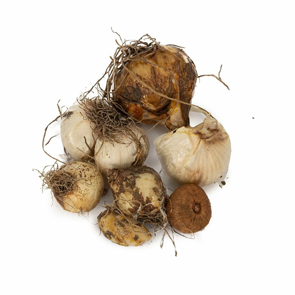 Deluxe Bio-Blumenzwiebelmix Bienen & Schmetterlinge, 25 Stück 4 Deluxe Bio-Blumenzwiebelmix Bienen & Schmetterlinge, 25 Stück – Bild 2