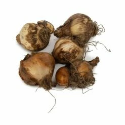 Bio-Blumenzwiebelmix Narzissen, 25 Stück -Geflügelbedarf Verkäufe 2024 821780119 organic narcissus bulb mix dv 8882