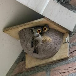 Kunstnistkasten Mehlschwalbe Einzeln (Eingang Rechts) -Geflügelbedarf Verkäufe 2024 90052 mehlschwalben nistkasten 1