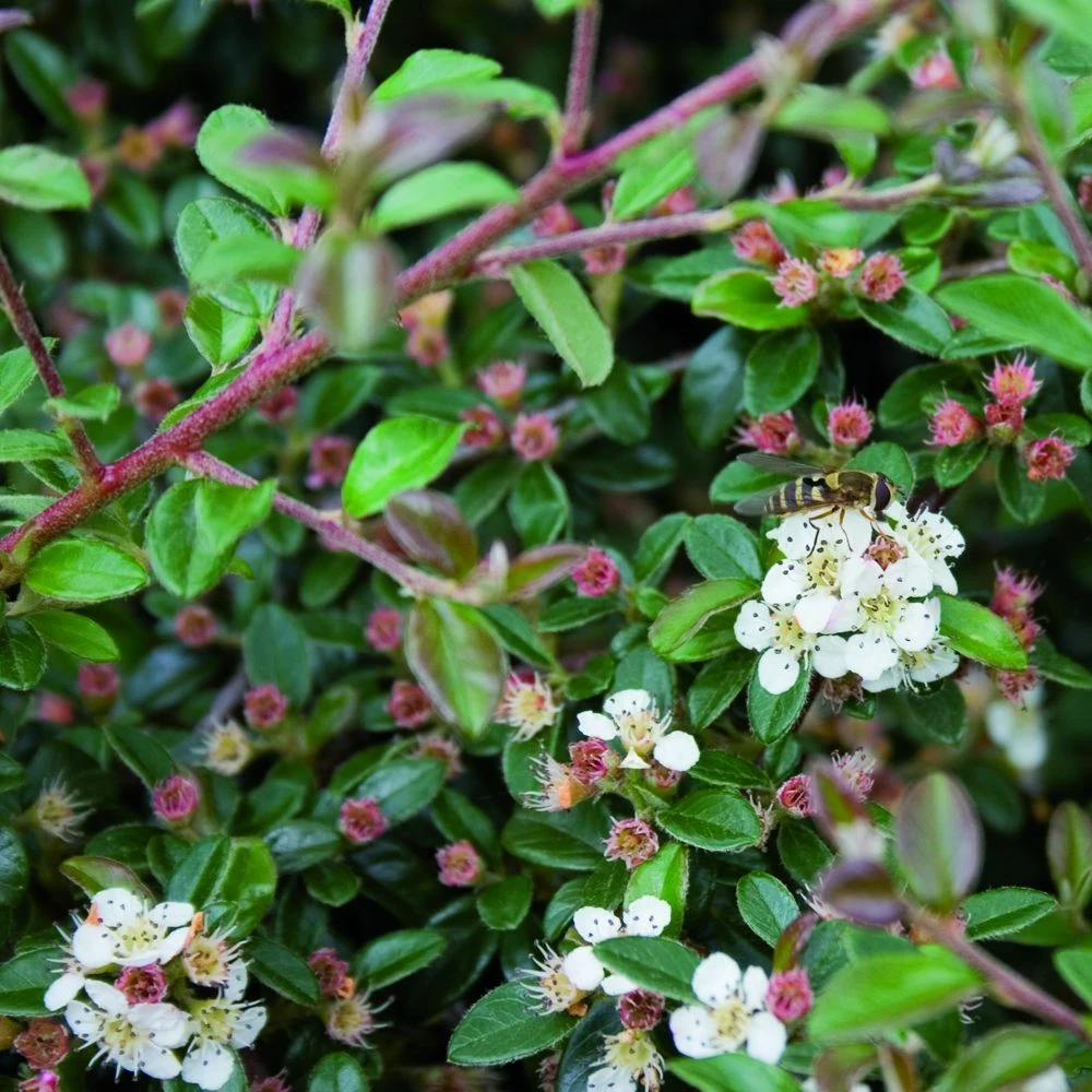 Zwergmispel (Cotoneaster Dammeri), 8 Stück 4 Zwergmispel (Cotoneaster Dammeri), 8 Stück – Bild 2