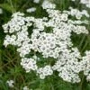 Sumpf-Schafgarbe (Achillea Ptarmica 'The Pearl'), 4 Stück -Geflügelbedarf Verkäufe 2024 95290 2 1