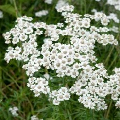 Sumpf-Schafgarbe (Achillea Ptarmica 'The Pearl'), 4 Stück