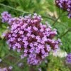 Eisenkraut (Verbena Bonariensis), 8 Stück -Geflügelbedarf Verkäufe 2024 95370 2 1