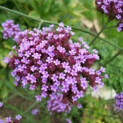 Eisenkraut (Verbena Bonariensis), 8 Stück