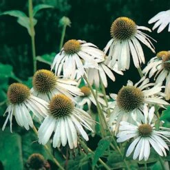 Weißer Sonnenhut (Echinacea Purpurea 'Alba'), 4 Stück -Geflügelbedarf Verkäufe 2024 95613 1