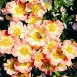 Rose Bijenweelde® Apricot, Im Topf