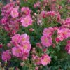 Rose Bijenweelde® Rosa, Im Topf
