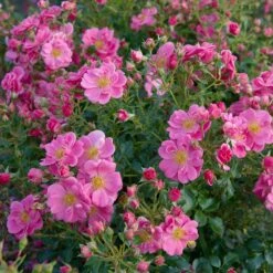 Rose Bijenweelde® Rosa, Im Topf