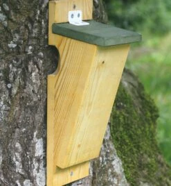 Nistkasten Baumläufer