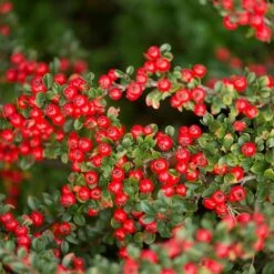 Zwergmispel (Cotoneaster Dammeri), 8 Stück