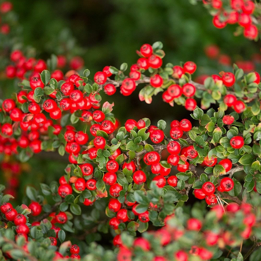 Zwergmispel (Cotoneaster Dammeri), 8 Stück 3 Zwergmispel (Cotoneaster Dammeri), 8 Stück