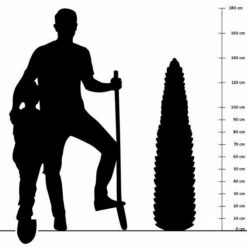 Eisenkraut (Verbena Bonariensis), 8 Stück -Geflügelbedarf Verkäufe 2024 silhouette 140cm 8