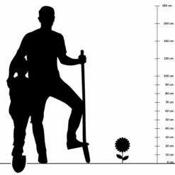 Breitblättriger Thymian (Thymus Pulegioides) - 4 Stück -Geflügelbedarf Verkäufe 2024 silhouette 30cm 2 2 1