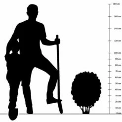 Katzenminze 'Six Hills Giant' (Nepeta Faassenii), 4 Stück -Geflügelbedarf Verkäufe 2024 silhouette 70cm 8