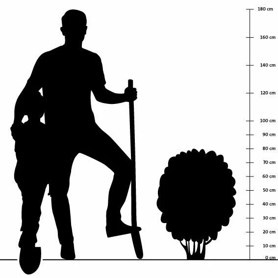 Prachtkerze ‘Whirling Butterflies’ (Gaura Lindheimeri), 4 Stück 5 Prachtkerze ‘Whirling Butterflies’ (Gaura Lindheimeri), 4 Stück – Bild 3
