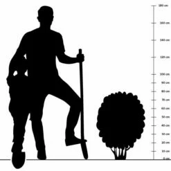 Schnittlauch (Allium Schoenoprasum), 4 Stück -Geflügelbedarf Verkäufe 2024 silhouette 80cm 14 1