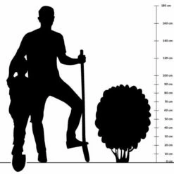 Brandkraut (Phlomis Russeliana), 4 Stück -Geflügelbedarf Verkäufe 2024 silhouette 90cm 2