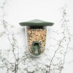 SingingFriend FeedR Dunkelgrün -Geflügelbedarf Verkäufe 2024 xb1a9804 2